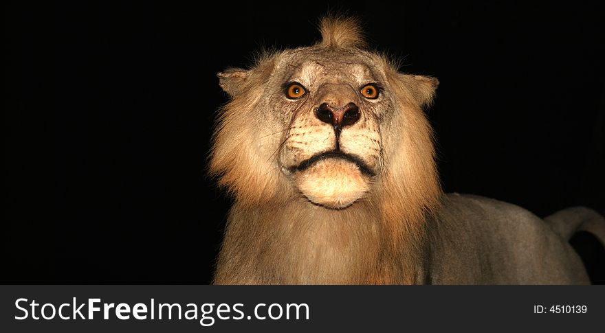 A young male African lion, alert in the inky darkness, watching for prey. A young male African lion, alert in the inky darkness, watching for prey