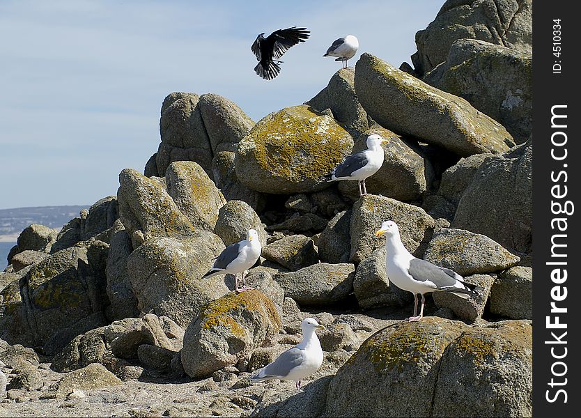 Several seagulls sit on the rocks while a black bird lands. Several seagulls sit on the rocks while a black bird lands.