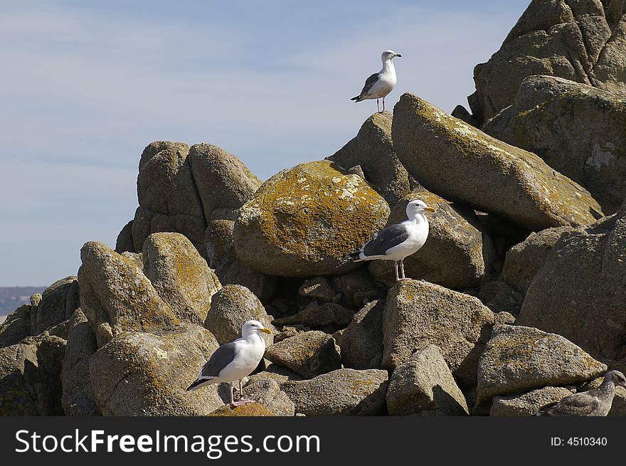 Three seagulls sit on the rocks near the ocean. Three seagulls sit on the rocks near the ocean.