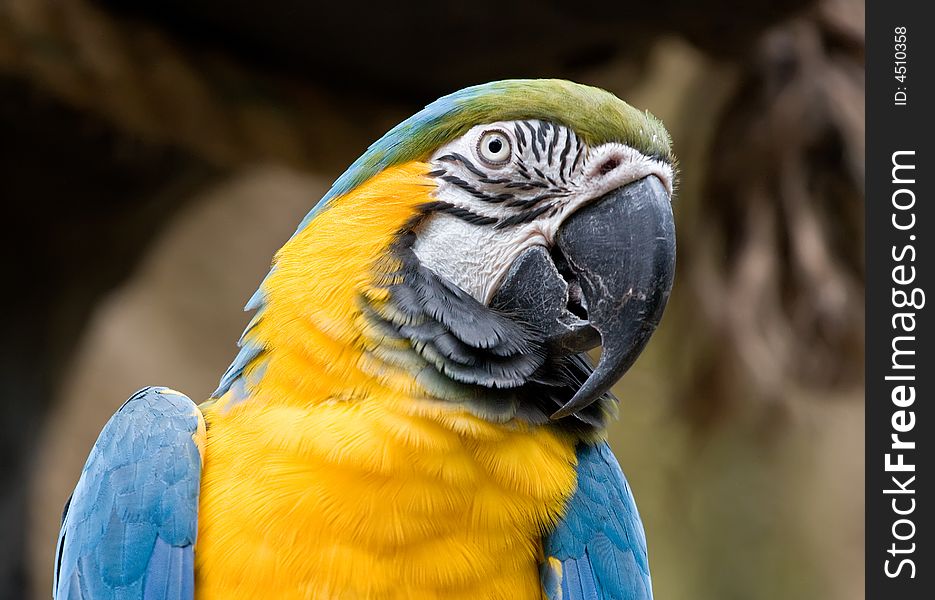 An alert Blue and Gold Macaw