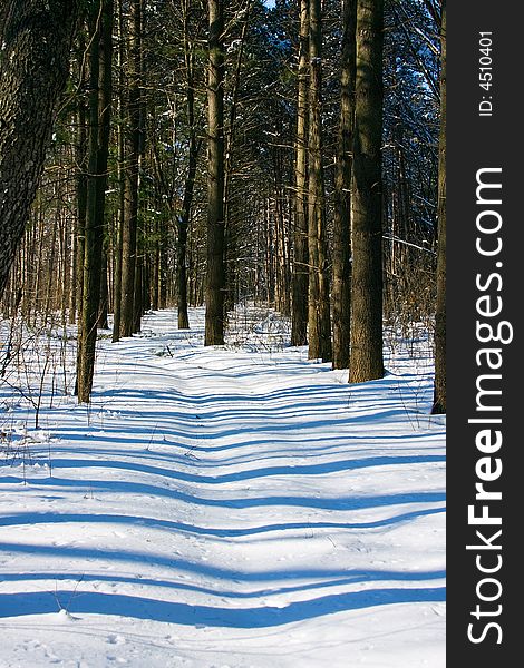 The striped pattern of the shadows cast by tall pine trees on a wooded path. The striped pattern of the shadows cast by tall pine trees on a wooded path.