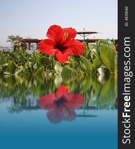 Red flower on water, beach resort, illustration