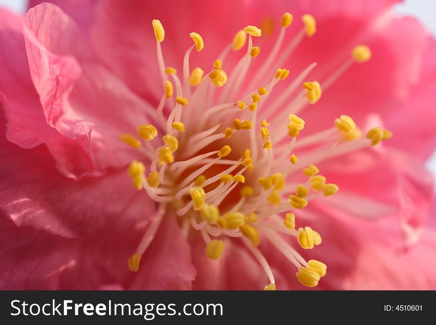 The heart of plum blossom in spring