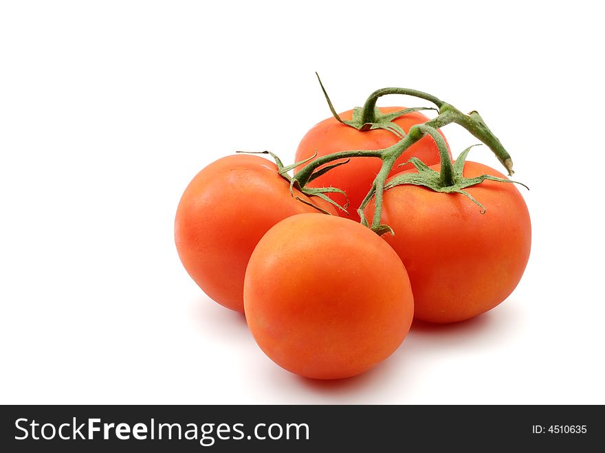 Tomatoes on vine isolated white background -- wide. Tomatoes on vine isolated white background -- wide