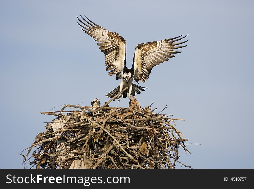 Osprey with a fish for his mate