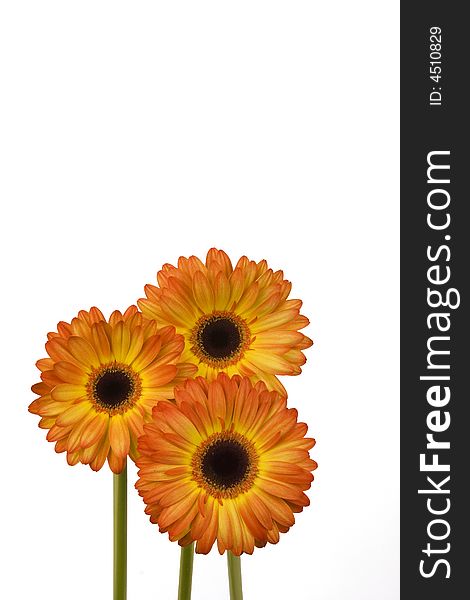 Three cheery yellow and orange gerbera daisies. Three cheery yellow and orange gerbera daisies.