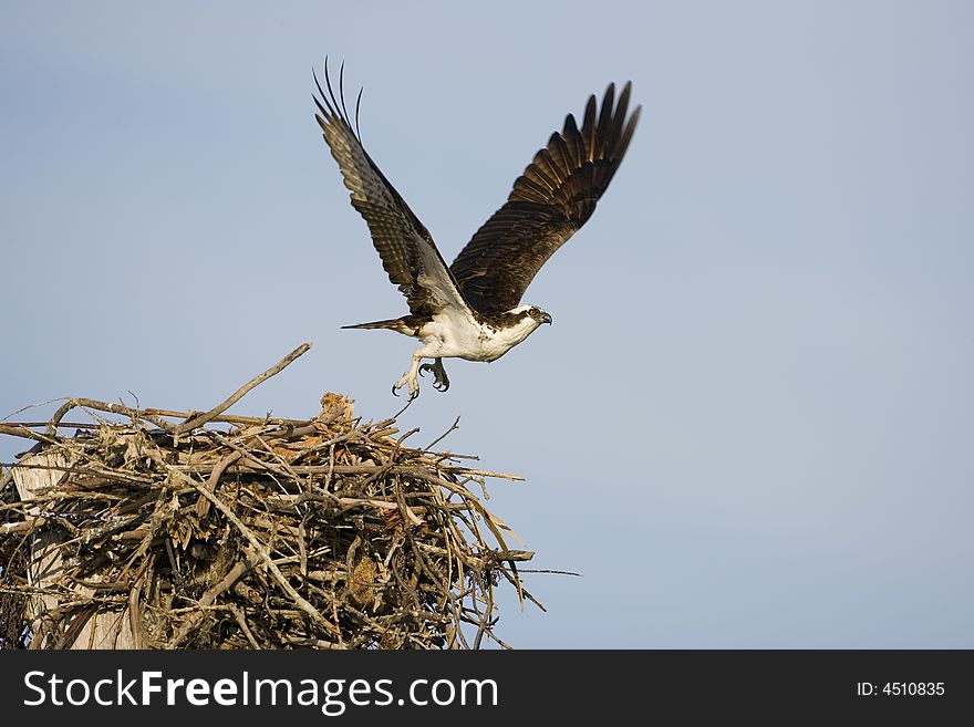 The female Osprey leaves the nest to get a quick meal