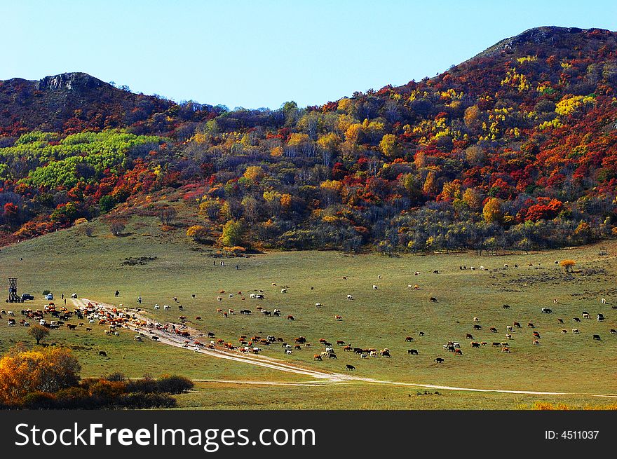 The mountain with colorful trees in autumn. The cattle and sheep was eating the grass at the foot the mountain. The mountain with colorful trees in autumn. The cattle and sheep was eating the grass at the foot the mountain.