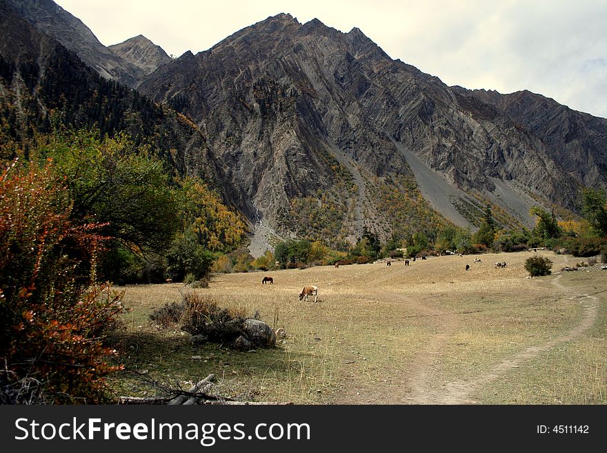 In the Midui Glacier National Park - Tibet-china, A view of meadows and mountains. In the Midui Glacier National Park - Tibet-china, A view of meadows and mountains.