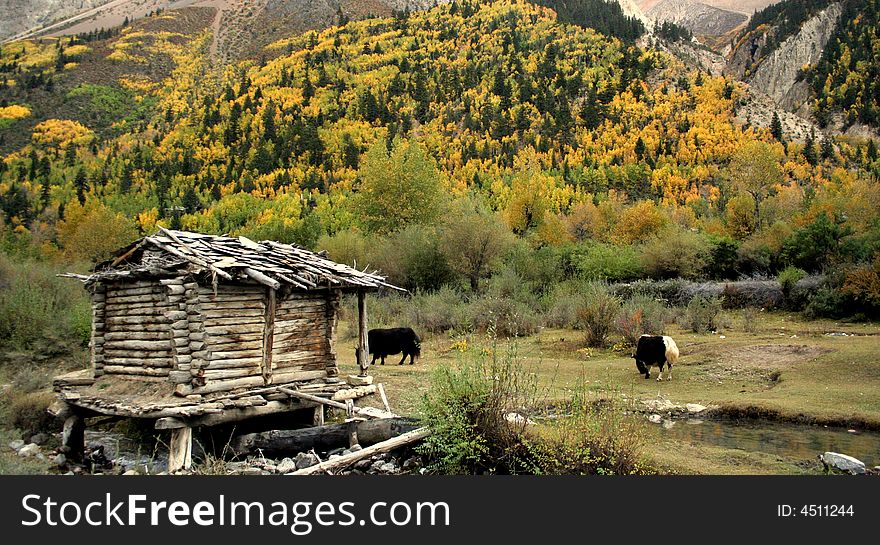 Autume, In tibet a house in mountains, surrounded with yellow woods and forest. Autume, In tibet a house in mountains, surrounded with yellow woods and forest.