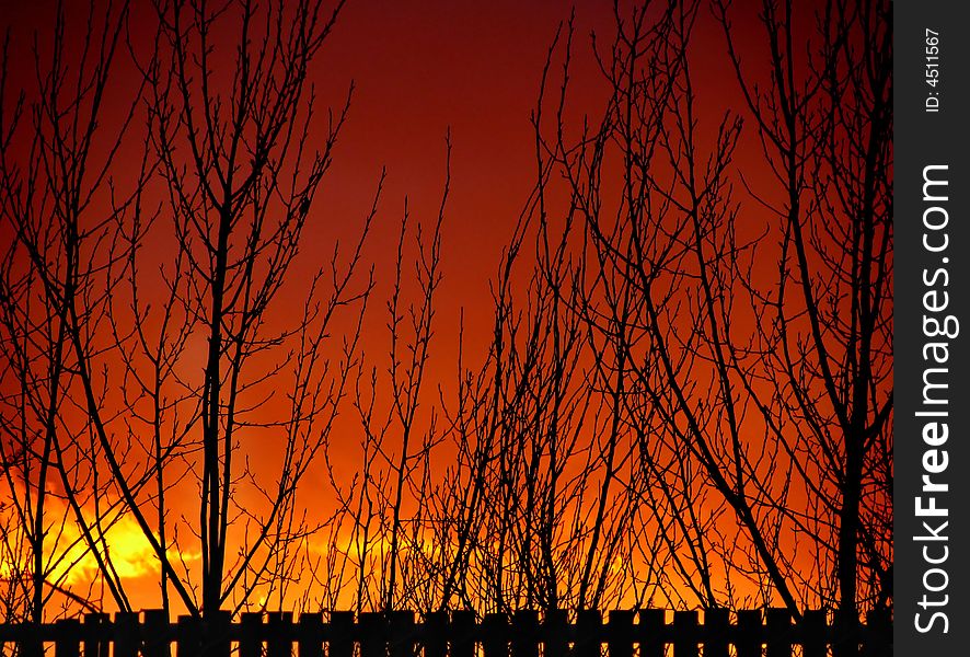 Sunset Fence and Tree Silhouettes set against a bright orange sky.