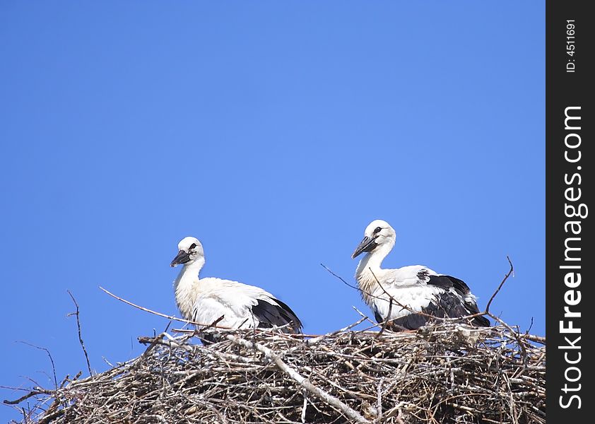 White Stork ( Ciconia ciconia ) on the nest. Russia, Voronezh preserve