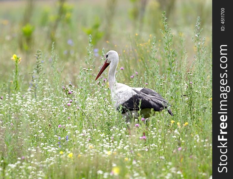 White Stork ( Ciconia ciconia ). Russia, Voronezh preserve.