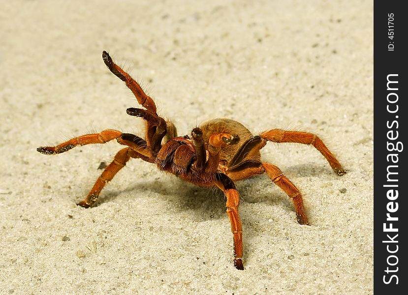 Spider ( Brachypelma Boehmei )