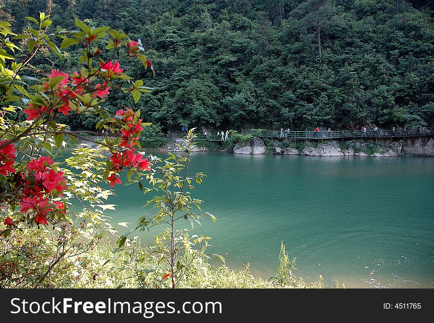 Red azalea under the spring sun shine near by the river. Red azalea under the spring sun shine near by the river