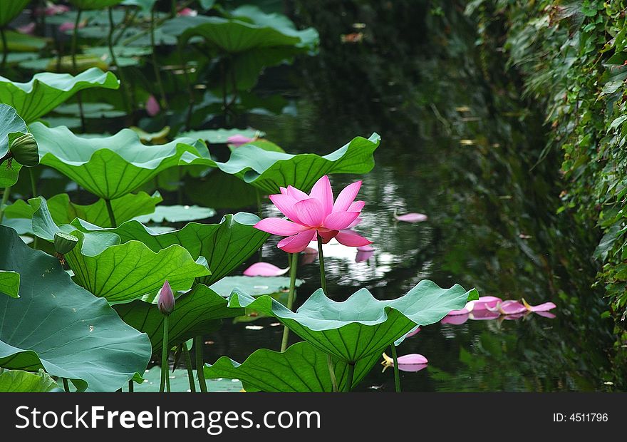 Water Lily in China, the famous garden, The Humble Administrator's garden