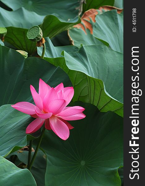 Water Lily in China, the famous garden, The Humble Administrator's garden