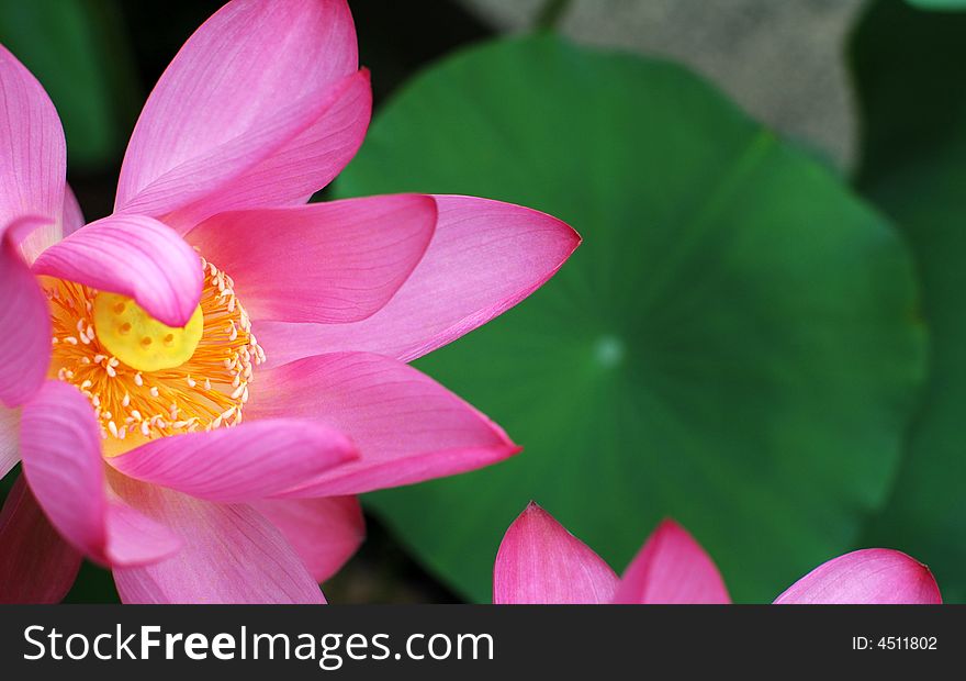 Water Lily in China, the famous garden, The Humble Administrator's garden