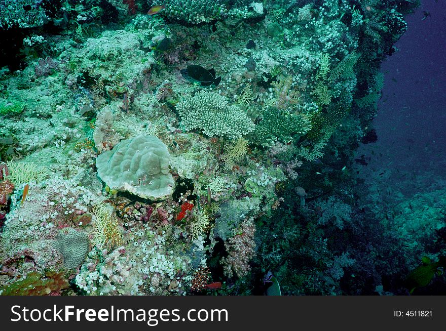 Underwater Life Of Coral Reef