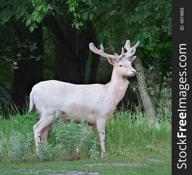 Fallow-deer. Russian nature, Voronezh area