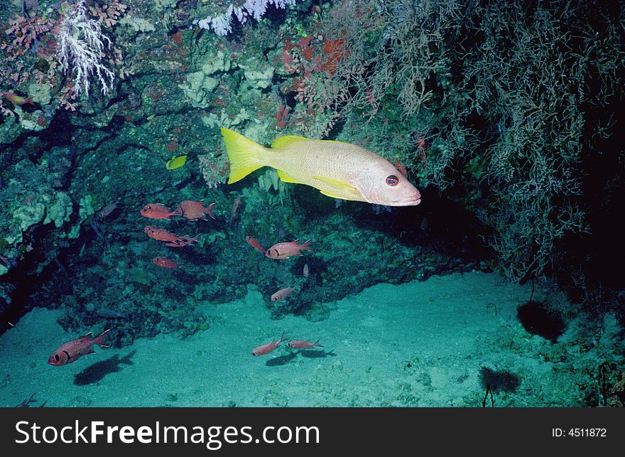 Underwater life of coral reef