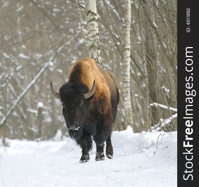 Bison. Russian nature, Voronezh area.