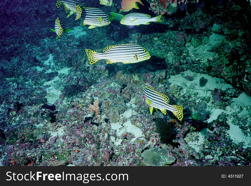 Underwater life of coral reef