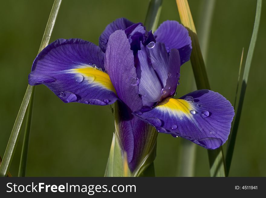 Blue iris with raindrops