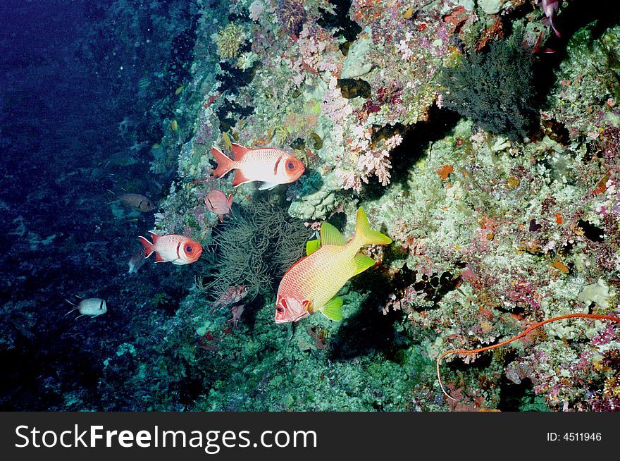 Underwater life of coral reef 23