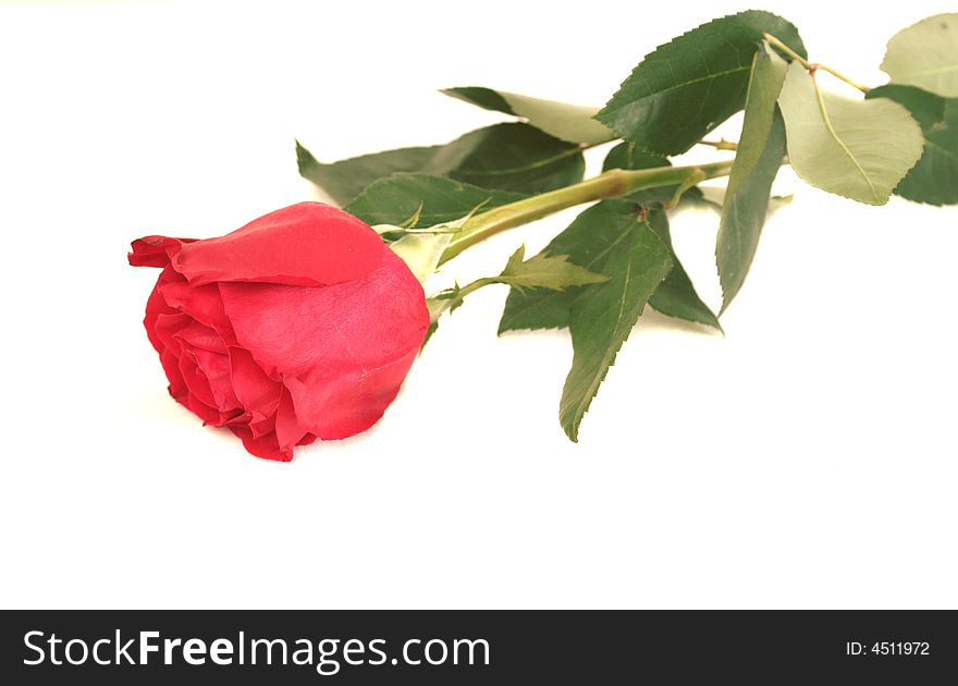 One red rose on a white background