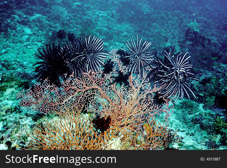 Underwater Life Of Coral Ree