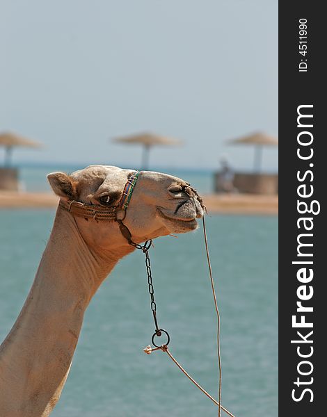 Portrait of a dromedary at the edge of the Red Sea