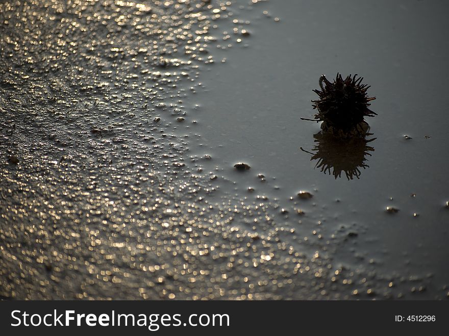 Sun filled reflection of seed in water puddel. Sun filled reflection of seed in water puddel