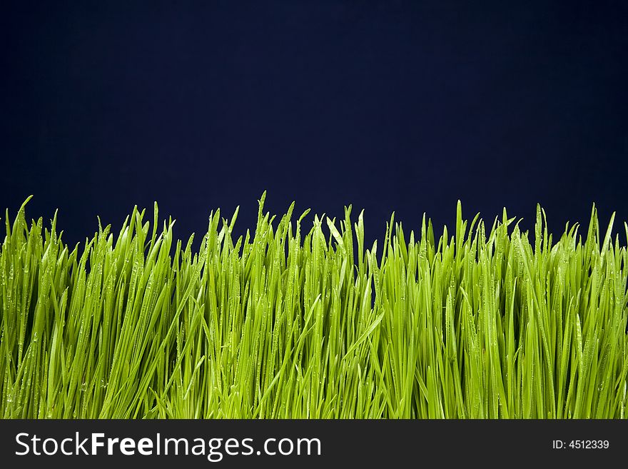 Green Grass with Water Drops on Blue Background