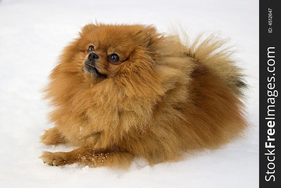 Portrait of brown Spitz dog. Portrait of brown Spitz dog.