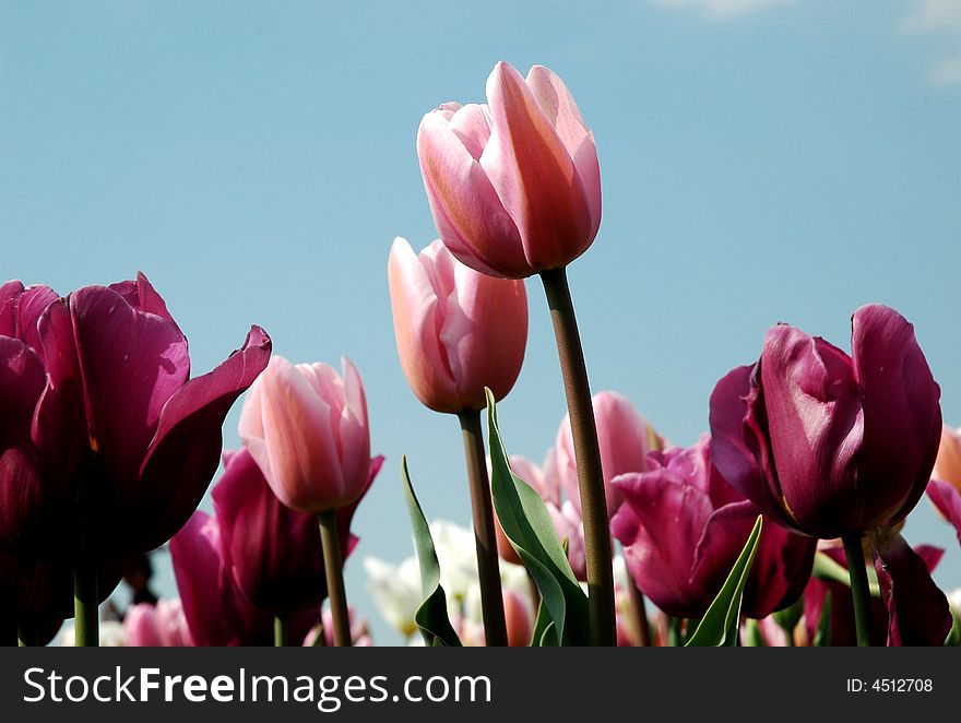 Purple and pink tulips against blue sky