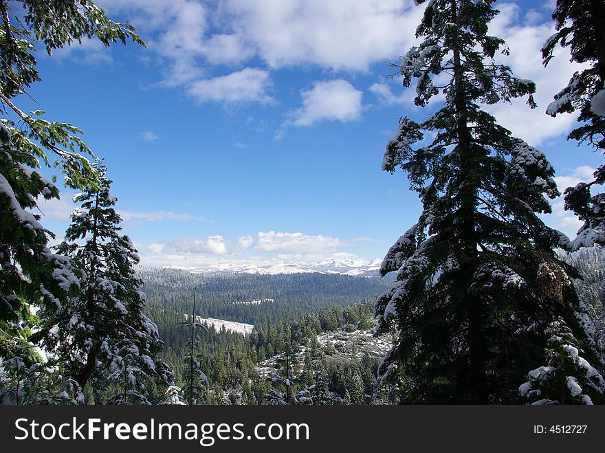 Trees covered in fresh snow looking towards the Sierra Crystal Range. Trees covered in fresh snow looking towards the Sierra Crystal Range