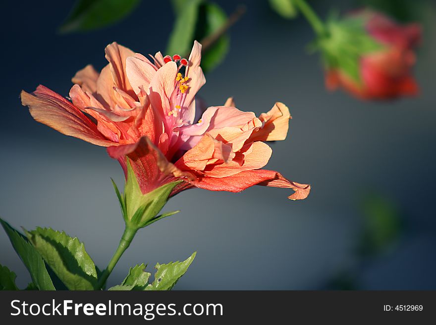 An orange hibiscus in full blossom with an out-of-focus bud forming a stark composition against a dark-grey background