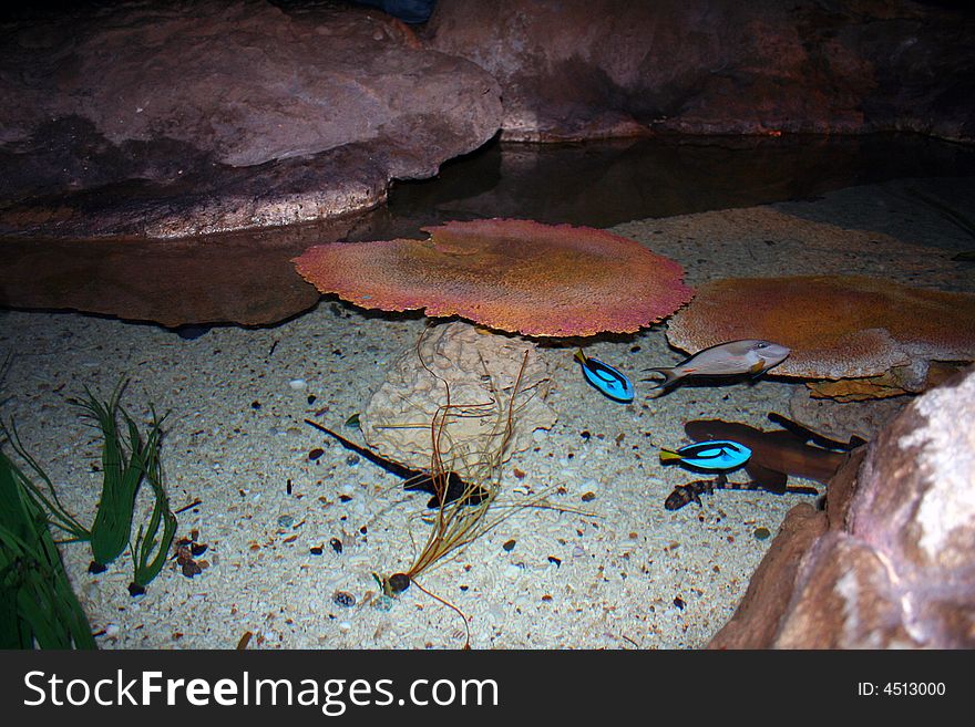 Some tropical fish in aquarium.