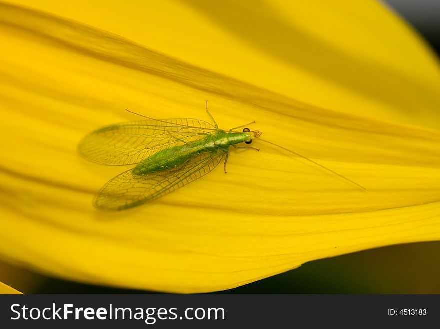 Green flying insect