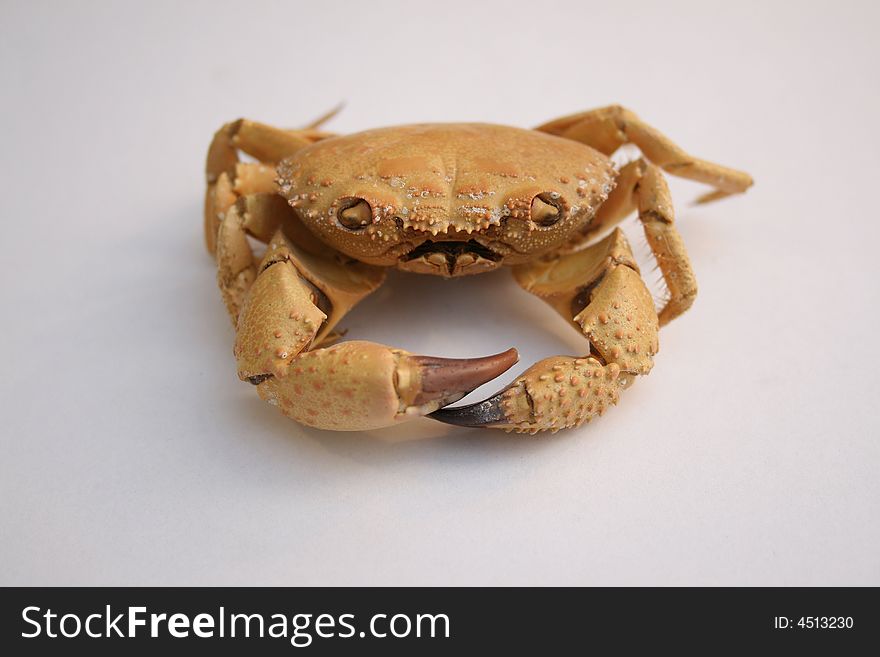 Shot of a sea crab