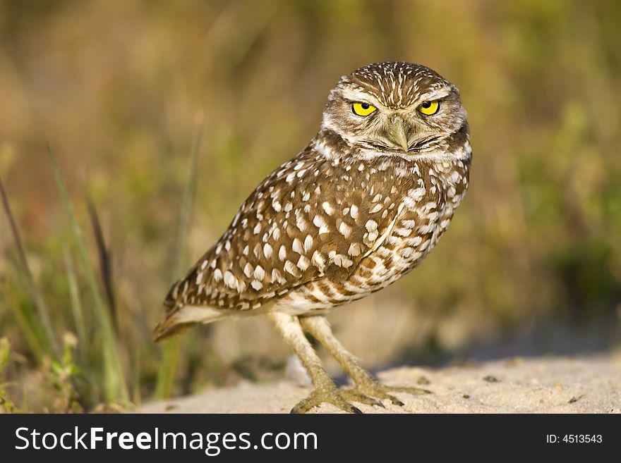 A Burrowing Owl outside his burrow watching everything