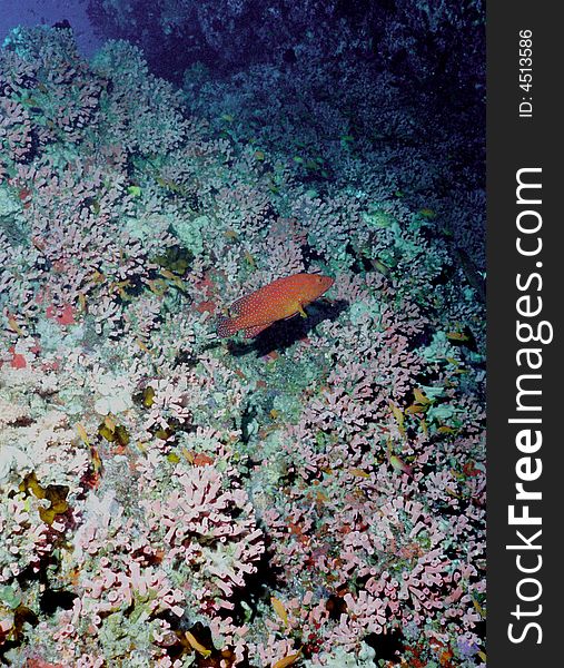Underwater life of coral reef 27