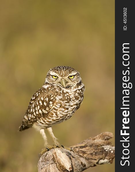 A Burrowing Owl perched on a dead stick outside his burrow. A Burrowing Owl perched on a dead stick outside his burrow