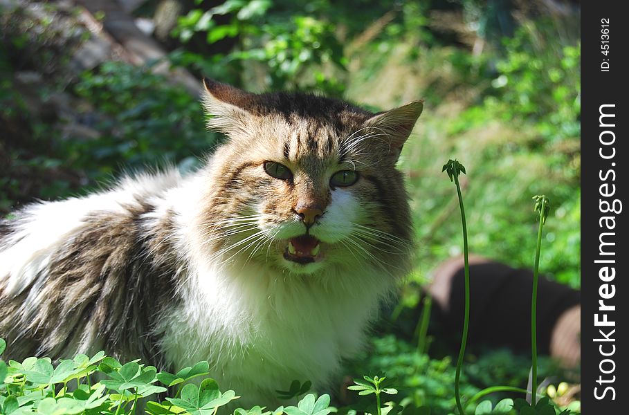 A beautiful cat in a field of clover