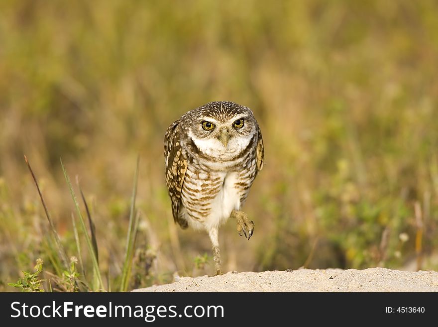 A Burrowing Owl watching me intently as I go about photographing him. A Burrowing Owl watching me intently as I go about photographing him