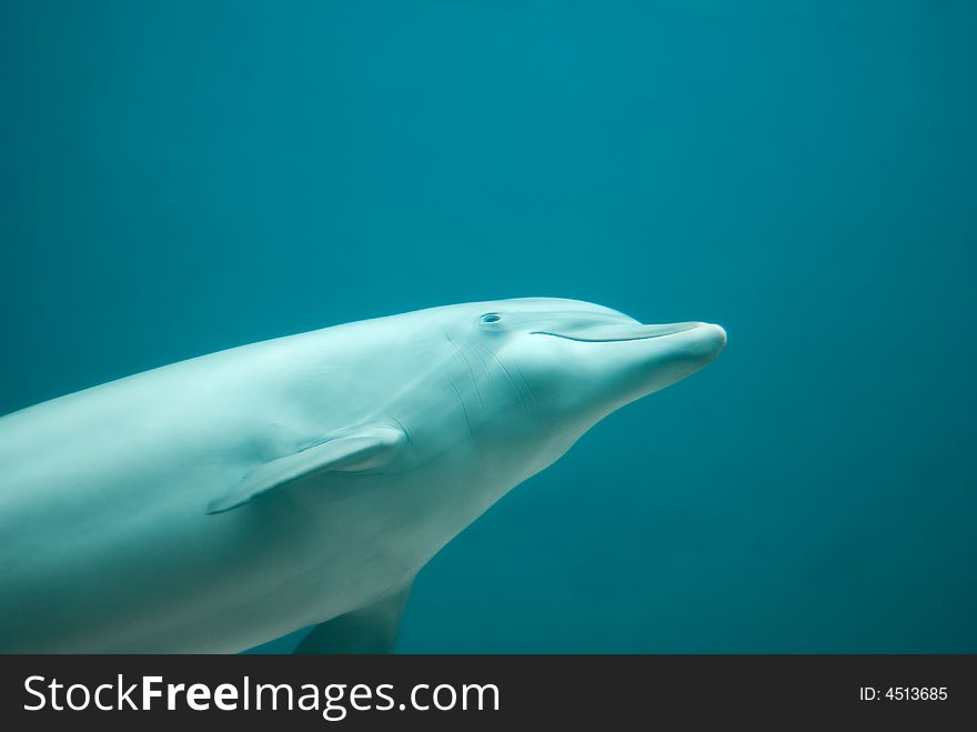 A nice dolphin swimming and smiling near the camera.