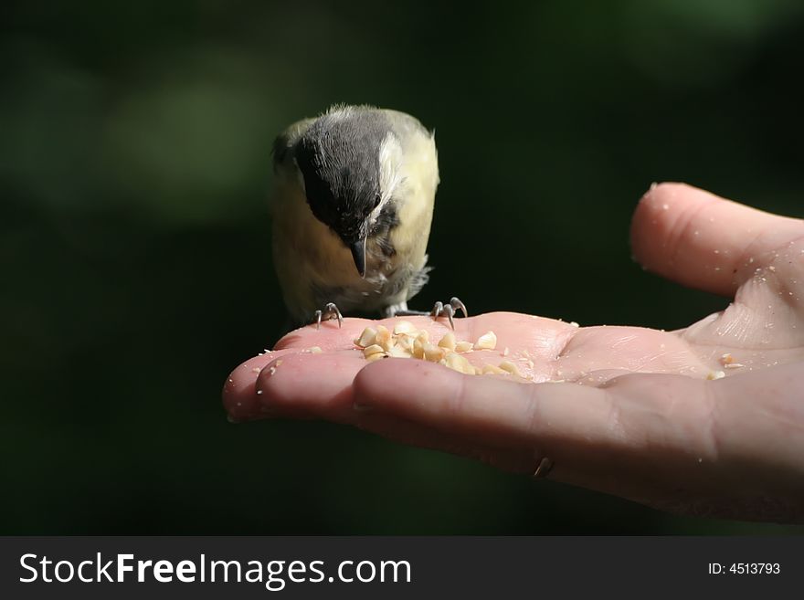 The titmouse eats nuts on a hand. The titmouse eats nuts on a hand