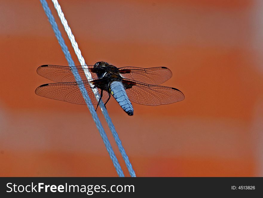 Blue dragonfly pausing on the line! Red background.