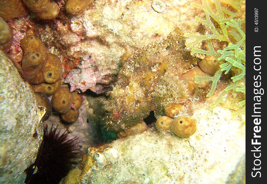 A little scorfano camouflaged near a sea urchin. A little scorfano camouflaged near a sea urchin